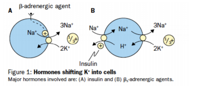 Figure 1: Hormones shifting K+ into cells