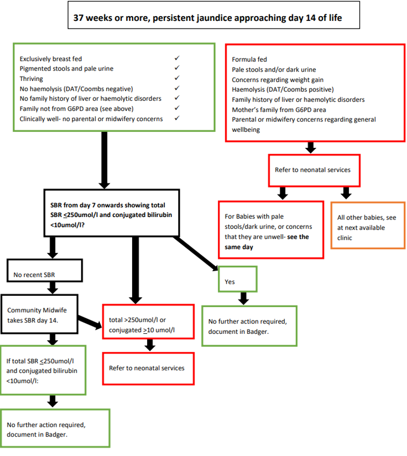 37 weeks or more, persistent jaundice approaching day 14 of life flowchart