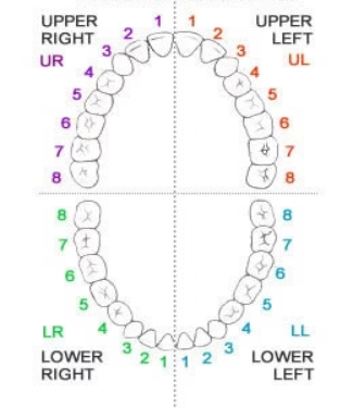 Dentition