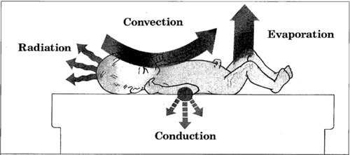 Image of a baby showing how heat is lost