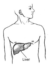 Sketch showing the location of the liver