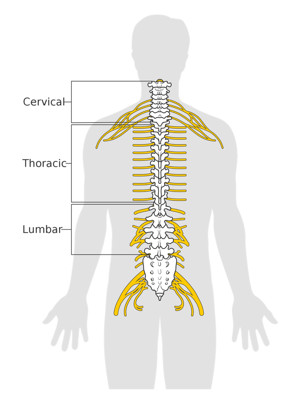 Diagram labeling three areas of the spine - cervical, thoracic, and lumbar.