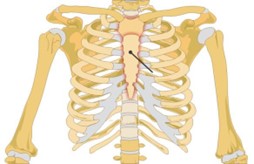 Unlabeled diagram of the skeletal structure of the chest